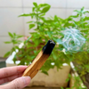 Gỗ Trắc Xanh (Palo Santo) đốt thơm nhà cửa, thanh tẩy nhập khẩu